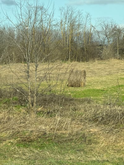 The image displays a rural landscape located in the city of Zarevo, Russia, under a light blue sky with scattered faint cloud formations. The foreground consists of dry, light brown grass interspersed with patches of green vegetation and several leafless deciduous shrubs and small trees on the left. In the midground, a single, weathered, cylindrical hay bale, dark brown in color, rests on a patch of green grass amidst predominantly dry, lighter brown grass. The background is occupied by a dense line of bare, deciduous trees forming a forest edge, characterized by numerous vertical trunks and an absence of foliage. No individuals, animals, structures, or discernable human activity are present in the scene.