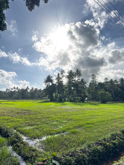 This media file depicts a rural landscape in Kodagoda, Sri Lanka. The scene is dominated by a vibrant green rice paddy, which appears to be flooded in parts, reflecting the sky. To the left of the paddy, a dense line of lush green trees, including numerous palm trees, forms a natural border. Above this verdant scene, a dynamic sky unfolds with a mix of bright white, fluffy clouds and darker, brooding clouds. The sun is visible, breaking through the clouds and casting rays of light across the sky.
In the foreground on the left, a glimpse of dark green foliage suggests the presence of trees. Running along the upper left portion of the frame are dark wires, likely power lines, indicating the proximity of human infrastructure to this natural setting. The overall impression is one of a tranquil, agricultural environment bathed in the bright, diffused light of a partly cloudy day. The time of day appears to be midday or early afternoon, given the intensity of the sunlight. The weather is fair but with active cloud formations. There is no visible text in the media file.