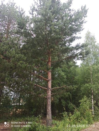 The image shows a dense forest with a prominent pine tree in the foreground. The pine tree has a thick, textured trunk and a full canopy of green needles. Several branches extend outwards, some bare and brown, others covered in foliage. Behind the pine, a variety of other trees, including birch trees with their distinctive white bark, are visible, creating a layered effect. The undergrowth consists of green shrubs and tall grasses. The sky is overcast, suggesting a cloudy day. A dirt path or road is visible in the lower right corner. In the bottom left corner, text reads "REDMI NOTE 8 PRO AI QUAD CAMERA". In the bottom right corner, text indicates the date and time: "22.06.2026 07:16". The scene is consistent with a wooded area in Sovetskiy, Russia.