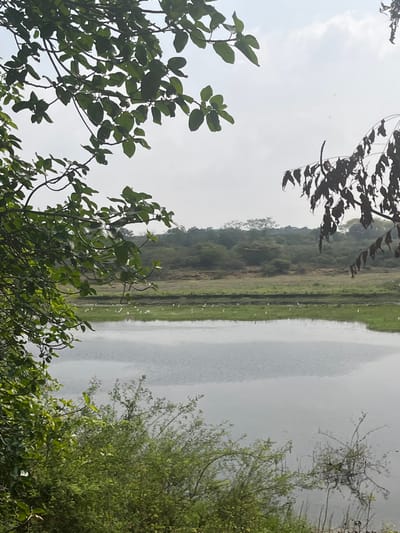 The image depicts a natural landscape in Kilavallanadu, India, observed from a partially obscured vantage point. In the foreground, dense green foliage with numerous leaves occupies the upper and lower left portions of the frame. On the upper right, dark, dried branches with shriveled leaves are visible. The midground features a calm body of water, possibly a pond or lake, showing subtle ripples on its surface. Beyond the water, a strip of green, marshy ground or shallow water contains numerous small, white birds, likely egrets, standing individually and scattered across the area. Further in the background, a band of dry, earthy terrain precedes a dense line of green trees and vegetation that extends horizontally across the frame. The horizon is characterized by undulating tree lines, receding into a hazy or overcast light grey sky. No human subjects, man-made objects, or explicit interactions other than the birds standing in the water are discernible. The overall environment appears rural and natural under a diffused daylight.