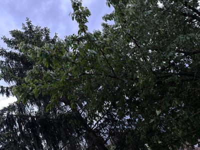 The image, taken from a low angle, shows the upper branches and foliage of two trees against a cloudy sky. On the left is a coniferous tree with dark green, needle-like leaves. To the right is a tree with broad, green leaves. The location is likely in Umarevtsi, Bulgaria, but there are no details within the image to confirm the specific location within the city. No people, subjects, objects, actions, or interactions are present in the frame beyond the static scene of trees.