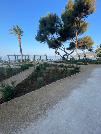 This image depicts a view of the coastal promenade in Carqueiranne, France, on a clear, sunny day. The foreground features a well-maintained garden area with gravel paths winding through newly planted beds of various green and flowering plants. A tall palm tree stands to the left, its fronds silhouetted against the bright blue sky. In the background, a long, open pergola structure with columns stretches along the coastline, offering shade and architectural interest. Beyond the pergola, the calm blue sea meets the horizon, with a distant view of a town nestled along the hills. Several mature pine trees with distinctive twisted branches are prominent on the right side of the image, their greenery contrasting with the lighter tones of the sky and sea. The overall scene is serene and picturesque, characteristic of a Mediterranean coastal landscape.