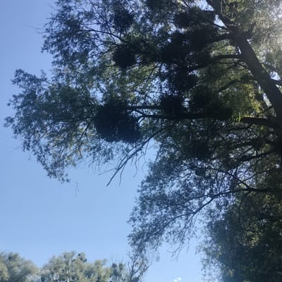 The image shows a view looking up into the branches of trees against a clear blue sky. The trees are dense with foliage, with some branches casting shadows. There appear to be some globular growths on some of the branches, which could be mistletoe or bird nests. The sunlight filters through the leaves, creating highlights. In the lower portion of the image, more trees are visible, their forms somewhat obscured by distance and the angle of the shot. The overall impression is of a natural setting, possibly a park or wooded area. There are no people or discernible structures visible in this image, and it is not possible to determine the specific location within Sheptytskyi, Ukraine based on the visual information provided.