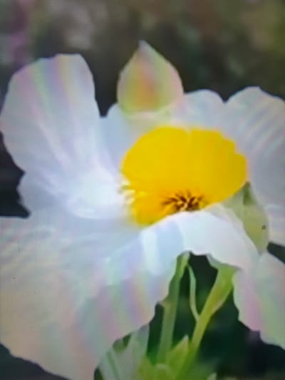 The image is a close-up, slightly blurry photograph of a white flower with a bright yellow center. The petals are broad and somewhat translucent, with delicate veining visible. The yellow center appears to be composed of stamens and pistils, with a dark, almost black, detail in the very center. In the background, the foliage is out of focus, appearing as a dark green and brown blur, with some hints of purple. The lighting suggests it might be natural daylight, possibly with some diffuse lighting. The image quality is low, with visible pixelation.
There is no discernible location in the city of Çiğli, Turkey within this image. The subject is solely a flower.