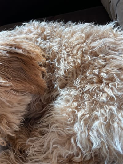The image shows a close-up view of a dog's fur. The fur is primarily light beige and cream-colored, with a mix of tightly curled and wavy textures. The fur appears dense and somewhat unkempt. There is no indication of Aratashen, Armenia, or any urban setting.