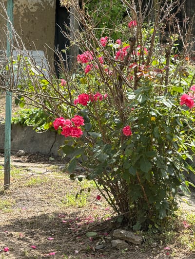 The image depicts a dense rose bush with numerous bright pink blooms and dark green foliage, situated in what appears to be a garden or yard. The bush is overgrown with a network of thorny branches, some of which are bare and dry, while others support the leaves and flowers. The ground surrounding the bush is covered in dry earth, scattered with small green shoots of grass and fallen rose petals, also pink. To the left of the rose bush, a weathered, teal-colored metal post stands vertically. In the background, a portion of a building is visible; it has a rough, textured wall with a light brown or beige color, and a dark vertical opening that suggests a doorway. A concrete wall runs horizontally behind the rose bush, with more green foliage beyond it. The overall impression is of a slightly unkempt, sunlit outdoor space. The location is specified as Septemvritsi, Bulgaria.