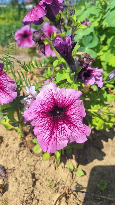 A close-up, eye-level shot captures several petunia flowers in bloom, with a focus on a large, vibrant pink and purple petunia in the foreground. This flower displays intricate, dark purple veins radiating from its center, which is a deep, dark purple. Surrounding it, other petunia flowers of similar hues, some in full bloom and others partially open or wilting, are visible. The background consists of lush green foliage and a blurred view of what appears to be a residential area with buildings and possibly a fence under a bright, sunny sky. The ground beneath the flowers is dry, sandy soil with scattered small green sprouts and dried plant matter. The lighting suggests a warm, daytime setting. There are no people or animals present in the image. The scene is likely located outdoors in a garden or park within Nogliki, Russia, given the context provided.