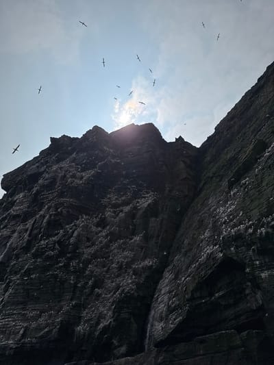 A low-angle shot captures a dramatic view of a sheer, dark, rocky cliff face teeming with thousands of seabirds, likely gannets, perched on its ledges and in flight against a bright, cloudy sky. The sun is partially obscured by clouds, creating a lens flare effect and silhouetting some of the birds in the air. The cliff itself is deeply layered and textured, with visible strata indicating geological formation. The presence of numerous white seabirds creates a stark contrast against the dark rock, highlighting the scale of the colony. The image appears to be taken from a boat or the sea looking up at the cliff face. The location is identified as Shetland, United Kingdom. There are no people visible in the image.