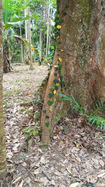 In Meunasahuket, Indonesia, a large tree trunk dominates the foreground of a forest floor covered in fallen leaves and branches. A vine with dark green and some yellow leaves climbs diagonally up the side of the tree. The tree bark is rough and mottled with patches of lichen. In the background, other trees with slender trunks and lush green foliage are visible, along with some large, broad leaves of banana plants. The overall scene depicts a humid, tropical forest environment.