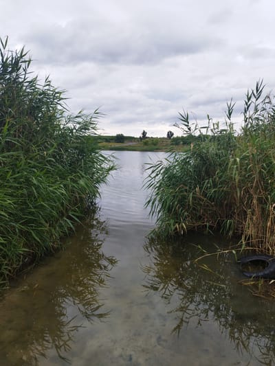 The image depicts a tranquil lake scene in Nova Ivanivka, Ukraine, under a cloudy sky. Tall green reeds line the edges of the lake, with some dry, yellowing reeds also visible. The water is calm, reflecting the overcast sky and the surrounding vegetation. The foreground shows the shallow, sandy bottom of the lake, with some submerged reeds and debris, including a black tire partially submerged on the right side. In the distance, across the lake, the shoreline is covered in greenery, with a few scattered trees and a hint of a sloping landscape. The overall atmosphere is one of natural serenity, with a touch of human impact evident from the discarded tire. There are no people or animals visible in the frame.