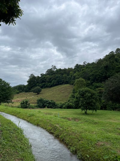 The image depicts a lush, green landscape in Ban Mae Na Chalong, Thailand. A narrow, water-filled canal runs diagonally across the foreground, bordered by grassy banks. In the mid-ground, a gently sloping hillside is covered in vibrant green grass, with several cows grazing. A solitary, mature tree stands prominently on the hill. The background is dominated by a dense, verdant forest that covers a steep mountain. The sky is overcast with heavy, gray clouds. The overall scene is one of rural tranquility and natural beauty.