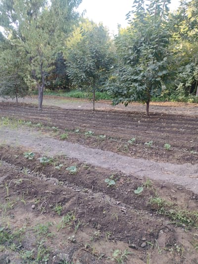 In Dehmoy, Tajikistan, a garden plot shows rows of young plants with broad leaves growing in dark soil. The plot is bordered by a raised strip of gravelly dirt. In the background, several trees with full green foliage stand tall, casting shadows. The overall scene suggests a rural or agricultural setting with evidence of recent cultivation.