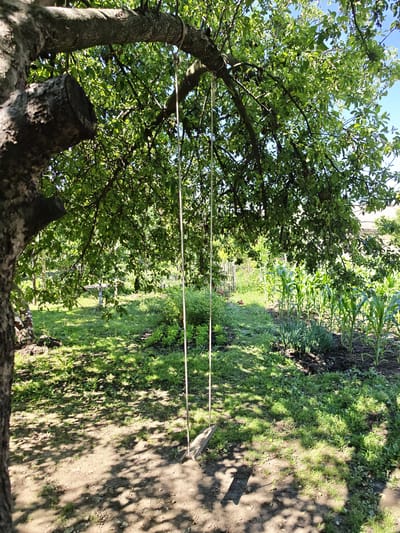 The image depicts a rustic backyard scene in Mayrtup, Russia, dominated by a large tree with a swing hanging from its branches. The swing, made of rope and a wooden plank, hangs suspended in the dappled sunlight filtering through the tree's green foliage. The ground beneath the tree is a mix of soil and grass, with shadows cast by the leaves and branches. To the right of the tree, a row of young corn plants grows in a tilled garden bed. In the background, more greenery and the edge of a building are visible, suggesting a rural or semi-rural residential area. The sky is clear and blue. No people are present in the image.