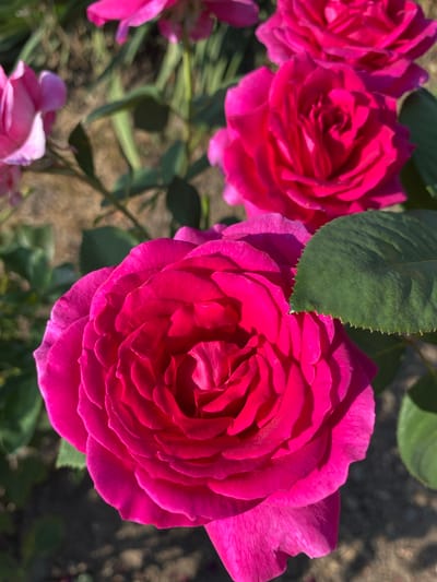 The image displays a close-up view of several vibrant pink roses blooming outdoors. The focus is on the intricate details of the rose petals, with a prominent rose in the foreground occupying most of the frame. The background is softly blurred, showing more roses, green leaves, and a patch of dry ground, suggesting a garden setting. The lighting indicates it is daytime, with sunlight casting shadows on the petals. The scene is devoid of any human presence or activity. This photograph could have been taken in Ventsy, Russia, within a garden or park where these flowers are cultivated.