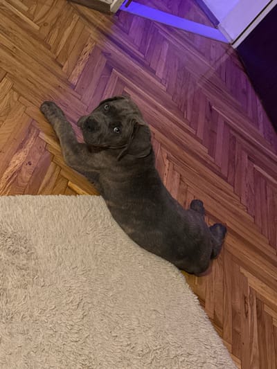 A brindle-colored puppy lies on its side on a fluffy, light-colored rug. The puppy's head is turned towards the viewer, with its eyes wide open and looking upward. Its front paws are extended in front of it. The rug is positioned on a wooden floor with a herringbone pattern. The lighting in the scene is dim, with a purple glow visible in the upper right corner, possibly from an artificial light source. The image captures a candid moment of a dog in a domestic environment. The location is specified as Apatin Municipality, Serbia.