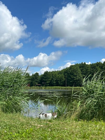 A medium shot captures a calico cat standing at the edge of a grassy bank beside a calm body of water, likely a lake or pond, in Iwye, Belarus. The cat is positioned towards the right side of the frame, facing left with its head turned slightly towards the viewer. Its fur is primarily white with patches of brown and grey. The water reflects the blue sky and white clouds, and lily pads are visible on its surface. A dense line of lush green trees forms the background, bordering the far side of the water. In the distance, within the treeline, a small red structure and a dark-colored gazebo are faintly visible. Tall reeds and grasses dominate the foreground, framing the scene on both the left and right sides. The sky is a vibrant blue, dotted with large, fluffy white clouds. The overall impression is a serene natural setting on a sunny day.