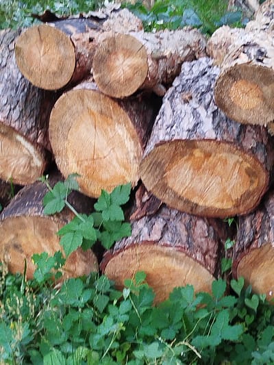 A stack of cut logs is piled horizontally. The logs have a rough bark exterior and smooth, circular cross-sections revealing wood grain. Green foliage and grass grow around and partially obscure the lower portion of the logs. The scene appears to be an outdoor setting.