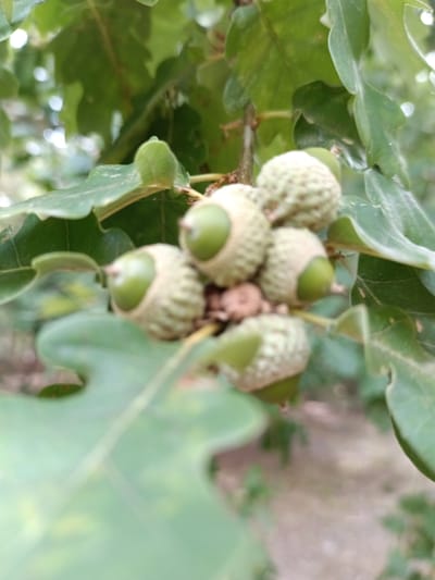 The image is a close-up, shallow depth-of-field photograph of several acorns on a branch of an oak tree. The acorns are green and have textured caps. Some of the acorns are partially obscured by green leaves. The background is blurred, suggesting an outdoor environment with foliage. The image does not contain any people, objects, or actions that would indicate a specific location within the city of Évreux, France.