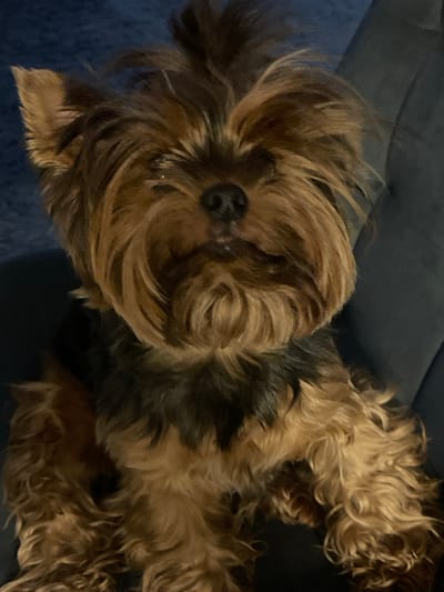 A close-up, vertical, indoor portrait shows a small Yorkshire Terrier dog sitting on a dark blue armchair. The dog's fur is a mixture of brown and black, with longer, lighter brown hair on its face and front legs. Its ears are perked up, and its eyes are dark. The dog is looking directly at the camera. The background is out of focus, showing the texture of the armchair and a hint of dark blue upholstery. The image does not contain any specific landmarks or indicators of the city of Noyabrsk, Russia.