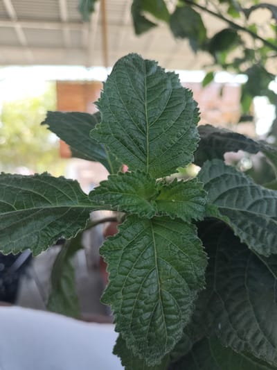 A close-up shot of the leaves of a green plant, likely situated outdoors. The plant's leaves have a textured surface and serrated edges. The backdrop is slightly blurred, showing what appears to be the edge of a building or structure under a shaded roof. It is difficult to pinpoint its exact location in Matang, Indonesia, without further context or visual cues from the environment.