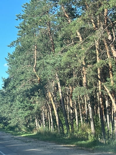 The image shows a dense pine forest lining a dirt road on a sunny day. The trees are tall with dark brown bark and lush green needles. The road surface is light gray and appears to be unpaved, with scattered debris and tire tracks. The forest floor is covered in grass and undergrowth, with shadows cast by the trees. The sky is clear and blue. The scene is located in the vicinity of the village of Заброды, Russia. There are no people or animals visible in the image.