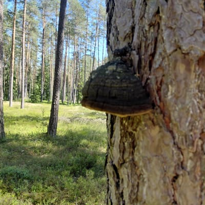 This media file is a vertical, close-up shot of a tree trunk with a bracket fungus growing on it. The tree bark is rough and textured, with visible layers. The fungus is dark brown and appears to be layered or concentric in its growth. The background is out of focus but reveals a sunlit forest scene. Tall, slender pine trees are visible in rows, suggesting a managed or natural forest environment. The ground beneath the trees is covered with green vegetation, indicating a warm season. The lighting suggests it is daytime, likely with clear skies as indicated by the bright blue visible through the trees. The image appears to be taken at Skuķīši, Latvia. There is no text visible in the image. The overall impression is one of a natural forest setting, focusing on the details of the tree and the fungus.