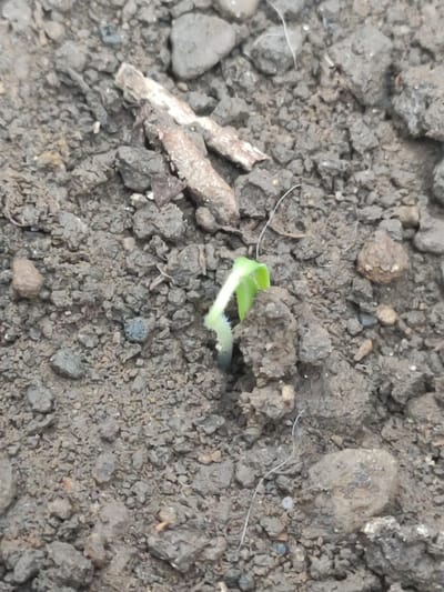 A tiny green seedling, barely a few days old, is pushing its way out of the dark, clumpy soil. Its stem is a delicate arc of pale green, topped by two small, vibrant green leaves unfurling towards the light. The soil is a mix of small pebbles and larger, rough clods, giving it a textured and uneven appearance. A few thin, dry twigs or plant debris are scattered on the surface of the soil, adding to the natural, untamed look of the scene. A fine, white thread-like strand, possibly a spider web or a stray piece of plant material, is also visible, adding a subtle detail to the rough texture of the soil. The lighting suggests it's daytime, with natural light illuminating the seedling. The setting is outdoors, likely a garden or a natural patch of earth, given the composition of the soil and the presence of the seedling. There is no visible text in the image.