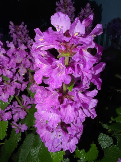 A close-up, low-angle shot captures a cluster of vibrant purple flowers, possibly Betonica officinalis, in full bloom at night. The flowers are densely packed along a central stalk, with delicate petals appearing slightly wet, suggesting recent rain or dew. Small yellow stamens are visible within some of the blossoms. The background is predominantly dark, with hints of greenery and other out-of-focus purple flowers, creating a sense of depth. The overall lighting suggests an artificial light source, likely a flash, illuminating the foreground flowers while leaving the surroundings in shadow. The location is identified as Shemdordan, Russia. There are no people or animals present in the image.
