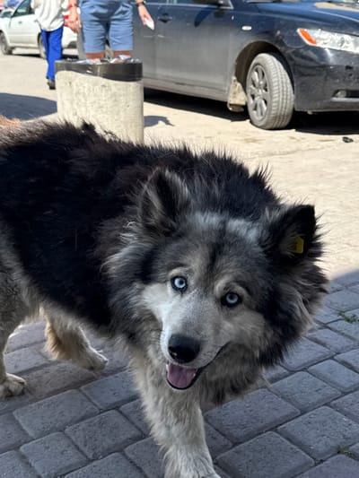 The image shows a dog with striking blue eyes and thick, multi-colored fur, standing on a paved sidewalk. The dog appears to be a husky or a similar breed. In the background, there are people, cars, and a concrete trash bin. The overall setting suggests an outdoor urban environment. The dog has a yellow tag in its left ear, which is likely a form of identification. The paved ground is made of interlocking rectangular stones. The lighting indicates it is daytime, with sunlight casting shadows.