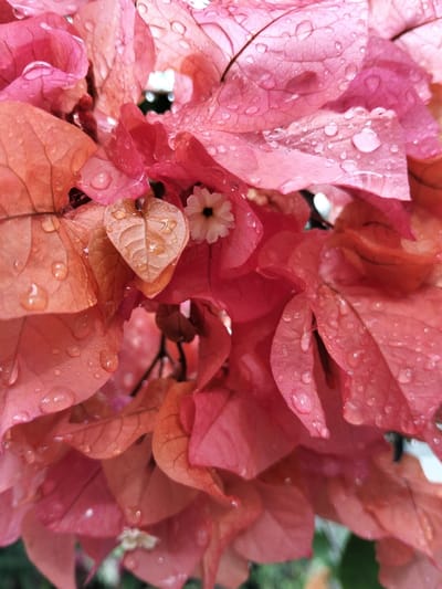 Close-up of bougainvillea flowers in varying shades of pink and orange, covered in water droplets. A small, white flower with a dark center is nestled among the petals. The petals have prominent veins, and the water droplets reflect light, creating a glistening effect. The background is slightly blurred, with glimpses of green foliage.