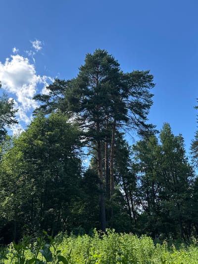 The image shows a lush green forest with tall pine trees dominating the center and right side. The foreground is filled with dense, bright green undergrowth and some plants with large leaves. The sky above is a clear, bright blue with a few scattered white clouds on the left. The scene appears to be set in a natural, undeveloped area.