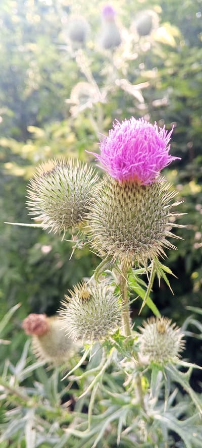 In the foreground, a thistle plant with spiky green buds and a vibrant pink flower is captured in sharp focus. Sunlight illuminates the scene, creating a soft, ethereal glow around the plants. The background is blurred, with hints of green foliage and other thistles, suggesting a natural, outdoor setting. There are no people present in the image.