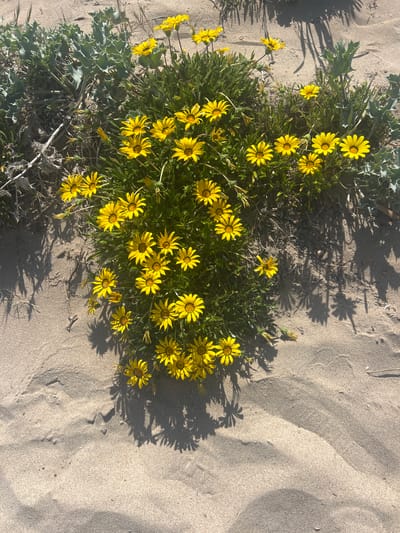 The image shows a cluster of yellow flowers with green foliage growing on a sandy surface. The scene is likely located at La Marina De Creixell, Spain, given the prompt's instructions. The sandy surface appears to be a beach or dune environment. The flowers are densely packed together, creating a visually prominent focal point in the image. Sunlight casts shadows of the flowers and foliage onto the sand, enhancing the texture and depth of the scene. There are no people or other objects present in the frame.