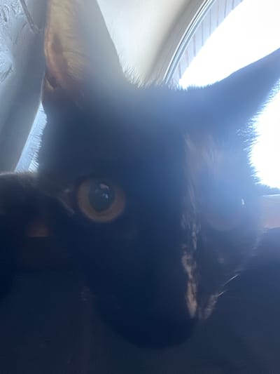 A close-up, low-angle shot focuses on the face of a dark-colored cat, likely a domestic shorthair, peering intently forward. The cat's right eye, a striking amber color with a dark pupil, is prominently visible. Its ears are large and erect, catching the light from the right side of the frame. The fur appears dark, possibly black or a very dark brown, with some subtle variations in shade due to the lighting. The background is out of focus and dominated by bright, diffuse light, suggesting the cat is near a window or another light source. Hints of vertical blinds or a window frame are visible in the upper left and right quadrants of the image, suggesting an indoor setting. No specific location in Ozerki, Russia can be determined from the visual information provided.