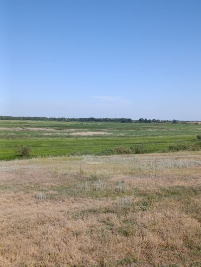 The image depicts a rural landscape under a clear blue sky. In the foreground, dry, light brown grasses dominate the terrain, with patches of green and grey vegetation interspersed. Moving towards the midground, there is a distinct area of vibrant green fields, likely agricultural land or wetlands, featuring taller grasses and reeds. A lone, small tree with green foliage stands in this area. The background reveals a dense line of dark green trees, forming a horizon. The overall environment is natural and undeveloped, suggesting a rural or natural park setting. The image was captured in or near the city of Қызылжар, Kazakhstan, indicated by the location tag. There are no people or animals visible in the frame.