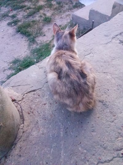 A light brown and gray cat with pointed ears is sitting on a concrete surface, facing away from the camera. The cat is positioned on a weathered, cracked concrete slab, which appears to be part of a step or an outdoor seating area. Behind the cat and to the left, a patch of dry grass and dirt is visible. To the right of the cat, more concrete steps ascend, and a dark metal object, possibly a railing or a piece of rebar, protrudes from the concrete. The overall environment suggests an outdoor urban or semi-urban setting. The lighting indicates it is either early morning or late evening. This scene is located in Leușeni, Moldova.