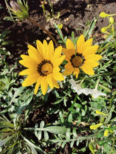 This is a close-up, high-angle shot of two bright yellow daisy-like flowers with dark centers. One flower, in the foreground on the left, has a bee on its center. The other flower is to its right and slightly behind. There are also a few small white flowers visible and some buds on a green stem. The flowers are surrounded by green foliage and dark soil. The lighting suggests it is daytime with sunlight casting shadows. The scene appears to be in a garden or park. The location is identified as Shopino, Russia.