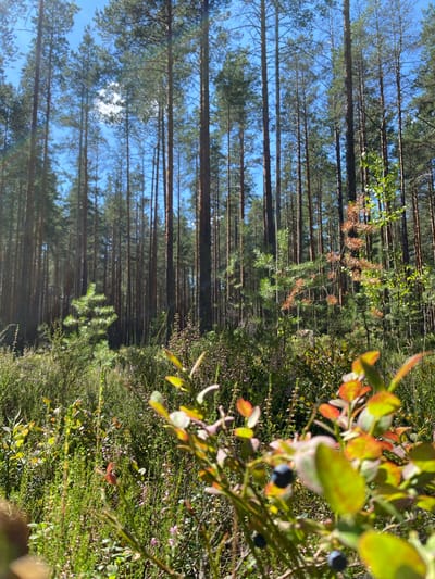 The image depicts a sun-drenched forest floor in Leipyasuo, Russia, with a dense stand of tall, slender pine trees dominating the background under a clear blue sky with a few scattered clouds. The foreground is a vibrant tapestry of low-lying vegetation, including a patch of heather with small pink flowers, and young pine saplings. In the immediate foreground, the focus is on a cluster of blueberry bushes with their leaves displaying a mix of green and autumnal reds and yellows. A few dark blue blueberries are visible on the branches. The overall impression is one of natural beauty and the quiet serenity of a forest in the late summer or early autumn. There are no people or animals visible in the scene.