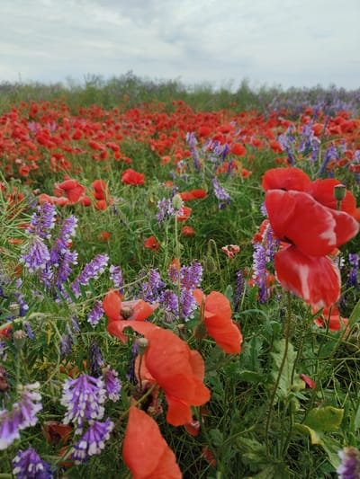 The image depicts a rural landscape in Kyr'yakivka, Ukraine, featuring a dense field of wild poppies and vetch under an overcast sky. The foreground and midground are dominated by numerous vibrant red poppies (Papaver rhoeas) with crinkled petals, some exhibiting white streaks, appearing against a backdrop of green foliage. Interspersed among the poppies are clusters of purple and white flowers, consistent with vetch species (e.g., Vicia cracca), characterized by elongated racemes. The vegetation in the midground and background, including additional poppies and green stalks, appears progressively less distinct due to a shallow depth of field. A distant line of darker green foliage, possibly trees or shrubs, forms the horizon. The sky is uniformly light gray, indicating a heavily clouded condition. No people, animals, or man-made structures are visible.