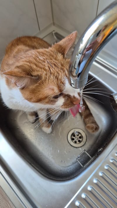 An orange and white cat is drinking water from a faucet in a stainless steel sink. The cat's tongue is extended and catching the stream of water. The sink is in what appears to be a kitchen or bathroom. The background is out of focus, but shows a tiled wall. There is a drain visible in the sink. The image was taken in Miltenberg, Germany.