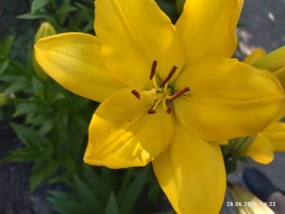 This is a close-up, overhead photograph of a bright yellow lily in full bloom. The flower's petals are wide and vibrant, with some showing slight creases and sunlight creating shadows on their surface. In the center of the flower, dark brown stamens are visible. The background consists of blurry green foliage and a hint of dark ground, possibly soil or pavement. There is also a blurred suggestion of a shoe in the lower right corner, indicating a person is present, though not the main subject.
The scene appears to be outdoors, likely in a garden or natural setting, given the presence of the flower and greenery. The lighting suggests it is daytime, possibly late afternoon, due to the angle of the sunlight creating distinct shadows. The visible text in the bottom right corner reads "28.06.2026 16:22," indicating the date and time the photograph was taken. The location context is Zavodske, Ukraine. There are no strong emotional cues, and the overall tone is one of simple floral beauty captured in a moment.