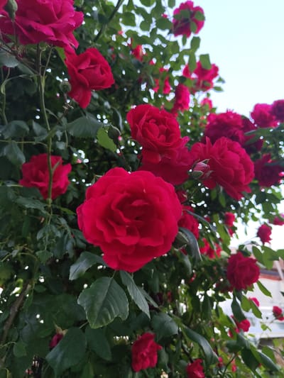 The image displays a dense arrangement of climbing roses, predominantly in deep red or magenta hues, blooming profusely. The foreground is dominated by large, fully open rose blossoms and smaller buds, sharply focused. Multiple roses are visible, with intricate petal structures, ranging from the bottom left to the upper right portions of the frame. Surrounding the blossoms is abundant green foliage, consisting of various leaves and stems, some showing minor tears or irregularities. Light sources from above and behind the foliage create bright highlights on the leaves and a distinct halo effect around some edges, suggesting backlighting. Portions of a clear, pale blue or white sky are visible through gaps in the dense rose bush, particularly in the upper right quadrant. In the midground and background, additional roses and foliage appear out of focus, suggesting depth. No individuals, animals, or artificial structures are distinctly identifiable in the immediate vicinity of the roses, though a faint, blurred structure could be present in the distant background. The scene is illuminated by natural daylight. This botanical scene is situated in the city of Petarch, Bulgaria.