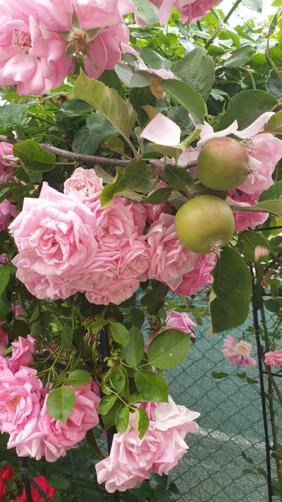 In a garden setting, a cluster of delicate pink roses blooms vibrantly against a backdrop of lush green foliage and a weathered, dark metal trellis. Two small, green fruits, likely unripe apples, hang from a branch amidst the blossoms. The scene is illuminated by soft, natural light, suggesting an overcast or early morning setting. A pale green mesh fence is visible in the background, subtly blurring the edges of the composition and adding a sense of depth. The image captures a moment of natural beauty, focusing on the intricate details of the roses and the developing fruit. The location is identified as Vrchotovy Janovice, Czechia.
