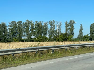 The image captures a roadside scene with a clear blue sky overhead. In the mid-ground, a row of trees with green foliage and white trunks stands against a field of dry, golden stalks, likely harvested crops. A silver guardrail runs horizontally across the foreground, separating the road from the grassy shoulder adorned with scattered small blue and white flowers. The road surface, a light grey asphalt, occupies the bottom portion of the frame with a white stripe marking its edge. The background beyond the trees appears to be more distant fields and vegetation, with a hint of a building or structure visible far in the distance to the right. The overall impression is a rural or semi-rural landscape viewed from a moving vehicle, suggesting a location in Mala Zubivshchyna, Ukraine.
