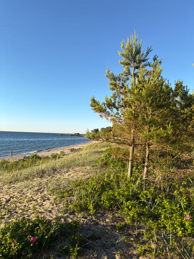 The image depicts a serene beach scene in Meremõisa, Estonia, under a clear blue sky. In the foreground, a sandy beach transitions into lush green vegetation and tall grasses, interspersed with scattered pink wildflowers. Several pine trees stand prominently, with their branches reaching towards the sky. The middle ground features a calm, dark blue sea with gentle waves lapping against the shore. A solitary figure, appearing to be a person, is visible walking near the water's edge on the sandy beach. Further in the distance, a rocky outcrop extends into the sea, with more vegetation visible along the coastline. The overall ambiance is one of natural beauty and tranquility.