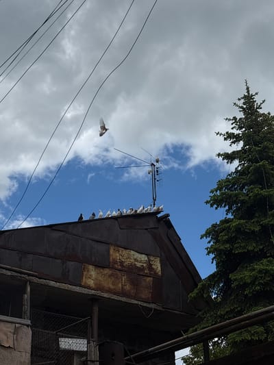 The image, taken from a low angle, captures a view of Dzoraghbyur, Armenia. A weathered, multi-layered, rusty brown metal roof dominates the right side of the frame, with a row of pigeons perched along its edge. An old-fashioned television antenna is affixed to the roof. To the left, a bird with brown and white plumage is in mid-flight against a backdrop of blue sky partially obscured by white and grey clouds. Several dark power lines stretch diagonally across the lower-left portion of the sky. Green foliage, possibly from a tree, overhangs from the top edge of the frame. Adjacent to the roof structure is a rusty cage structure.