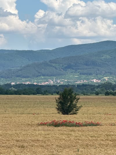 This is a daytime landscape photograph captured in the vicinity of Vetren, Bulgaria. The foreground features a vast, ripe golden field, likely of wheat or similar grain, extending across the lower half of the frame. Towards the center of this field, a solitary, compact green deciduous tree or large bush stands prominently. To the right and slightly in front of this central tree, a dense patch of vibrant red poppies is visible, forming a distinct horizontal band within the golden field.
In the midground, a dark green band of mixed forest or dense trees stretches horizontally, separating the agricultural field from the more distant elements. Beyond this tree line, a small village or settlement is discernible, characterized by numerous buildings with reddish-orange tiled roofs clustered together amidst lighter green foliage.
The background is dominated by a series of successive mountain ranges, heavily forested with dark green trees, appearing somewhat hazy due to atmospheric perspective. The sky above is light blue, occupied by scattered, fluffy white cumulus clouds, indicating fair weather conditions. No individuals, animals, or active subjects are present in the frame.