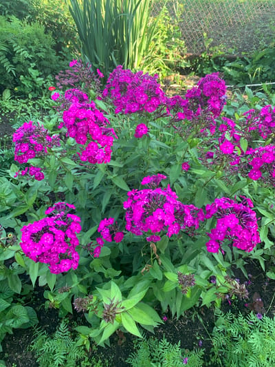 This image depicts a close-up view of a garden bed filled with vibrant magenta phlox flowers. The phlox are the dominant subject, with their clusters of small, star-shaped blooms. The surrounding foliage is lush and green, consisting of various leaves and stems. In the background, tall, slender green stalks are visible, and a chain-link fence can be seen further back, suggesting an outdoor, possibly residential setting. The lighting indicates it is daytime, with sunlight illuminating the flowers and casting shadows. The overall impression is a well-maintained garden in bloom. The location of Карманово, Russia, is provided as context but is not visually represented in the image itself. There are no people or animals present.