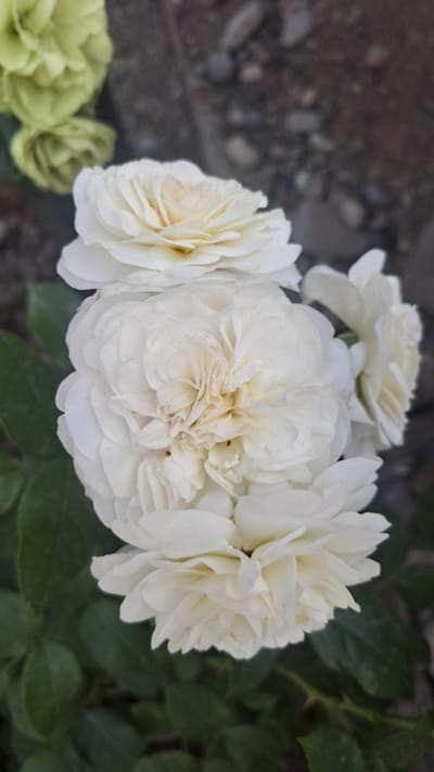 A cluster of white roses is in focus, set against a blurred background of green leaves and a stony ground. There are at least four white roses visible, with the largest and most central rose being the most detailed. The petals are tightly packed and ruffled, with a creamy yellow hue in the center of the largest bloom. There are some faint brown specks on the petals of the central rose. In the upper left corner, out of focus, are two pale green flowers. The image appears to be taken outdoors, likely in a garden or natural setting. The location in Sülüktü, Kyrgyzstan, suggests this is a temperate climate, possibly spring or summer, when roses would be in bloom.