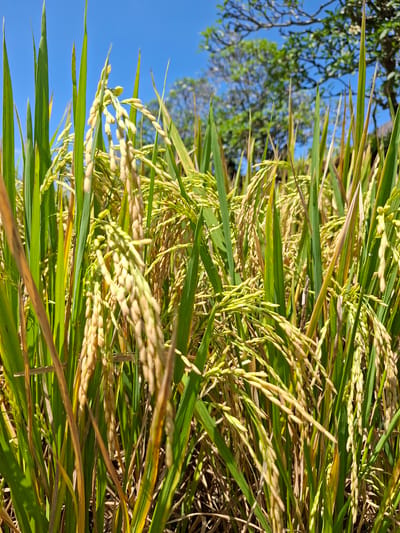 The image depicts a close-up view of a rice paddy in the city of Lodtunduh, Indonesia, with rice stalks bearing grains against a clear blue sky and partial tree view. The stalks are primarily green with hints of yellow, suggesting a stage of maturation. The grains appear as pale, elongated shapes along the stalks.